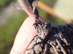 Eriospermum dielsianum