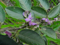 Faboideae