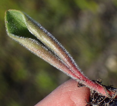 Eriospermum dielsianum