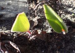 Eriospermum dielsianum