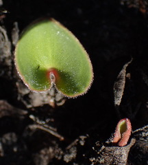 Eriospermum dielsianum