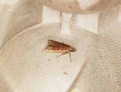 Dichomeris sandycitis