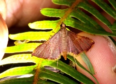 Endotricha olivacealis