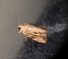 Etanna breviuscula