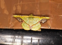 Fascellina plagiata