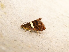 Hilarographa shehkonga