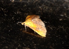 Hyalobathra micralis