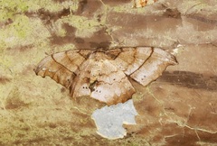 Hyposidra infixaria