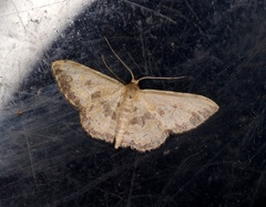 Idaea phaeocrossa