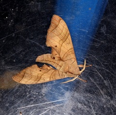 Marumba dyras