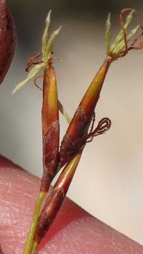 Image of Tetraria microstachys by (c) Nicola van Berkel, some rights reserved (CC BY-SA)
