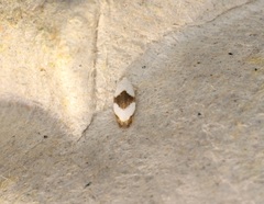 Pseudopostega zelopa