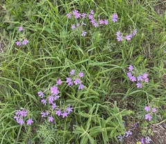 Phlox pilosa