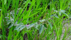 Faboideae