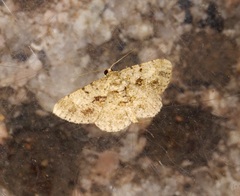 Psilalcis galsworthyi