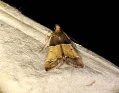 Pyralis pictalis