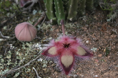 Stapelia hirsuta