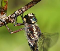 Austroaeschna atrata