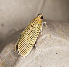 Tyspanodes linealis