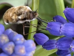 Bombylius major