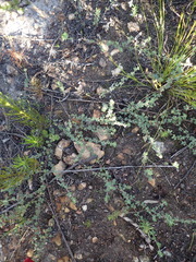 Indigofera alopecuroides