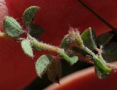 Indigofera alopecuroides