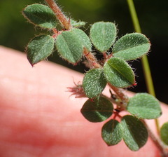 Indigofera alopecuroides