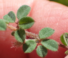 Indigofera alopecuroides