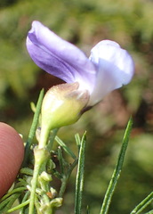 Psoralea montana