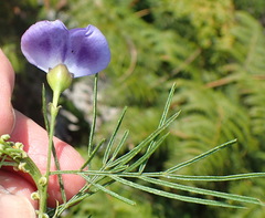 Psoralea montana