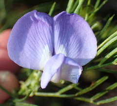 Psoralea montana