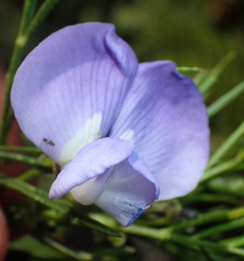Psoralea montana
