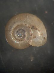 Glyphyalinia indentata