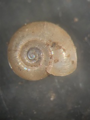 Glyphyalinia indentata