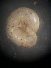 Glyphyalinia indentata