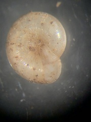 Glyphyalinia indentata