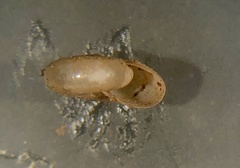 Glyphyalinia indentata