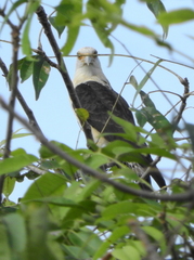 Daptrius chimachima