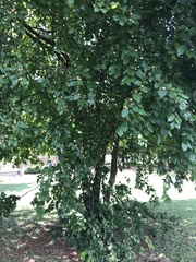 Sarcomphalus joazeiro