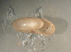 Glyphyalinia indentata