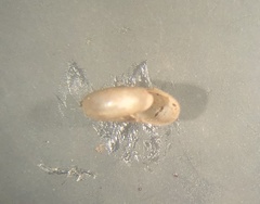 Glyphyalinia indentata