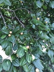 Sarcomphalus joazeiro