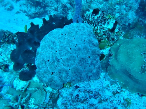 Mussa angulosa