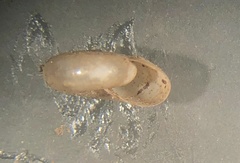 Glyphyalinia indentata
