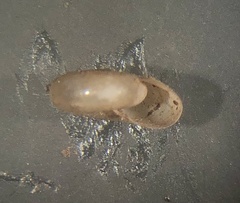 Glyphyalinia indentata