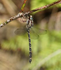 Austroaeschna atrata