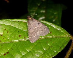 Hydrillodes nilgirialis