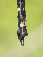 Austroaeschna atrata