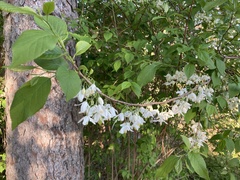 Styracaceae