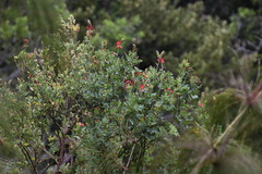 Indigofera fulcrata
